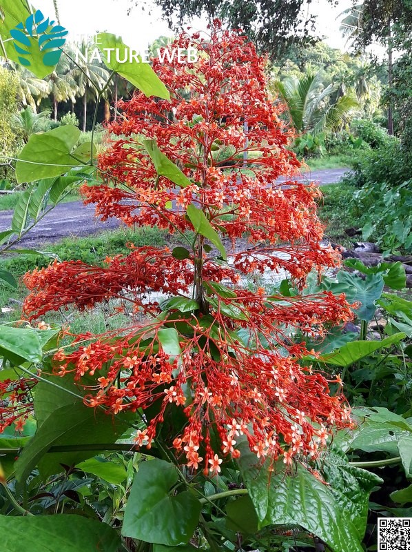 Pagoda Flower